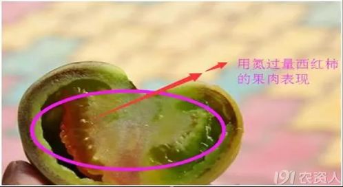氮磷钾缺失 谷类与薯类作物症状差异解析及科学应对策略